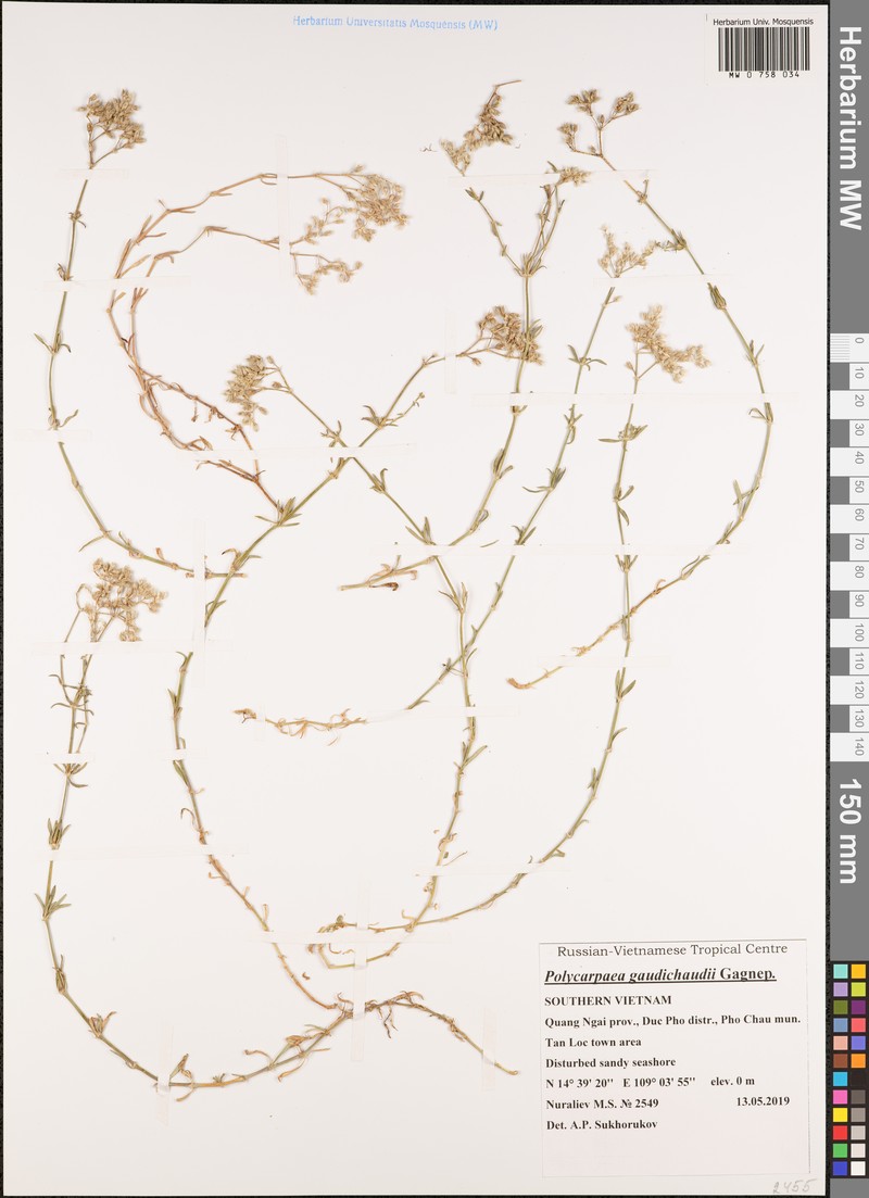Polycarpaea gaudichaudii photo 3