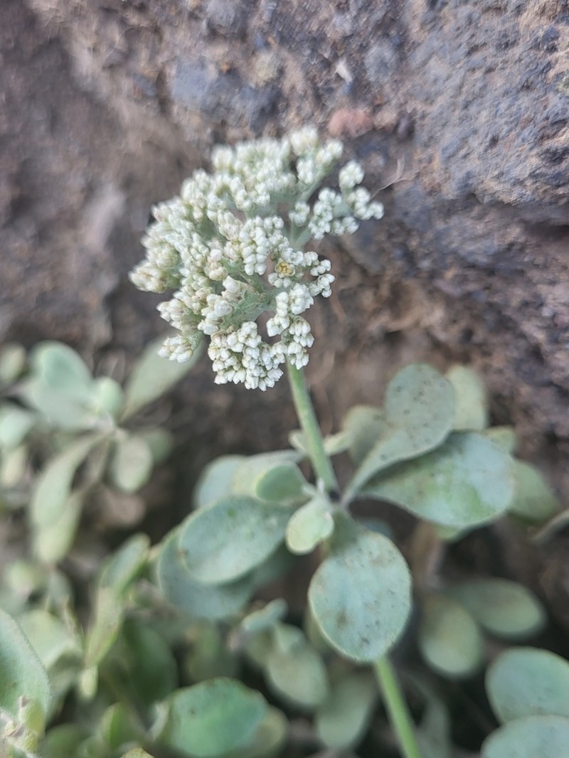 Polycarpaea gayi
