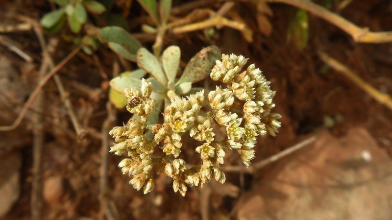 Polycarpaea gayi photo 4