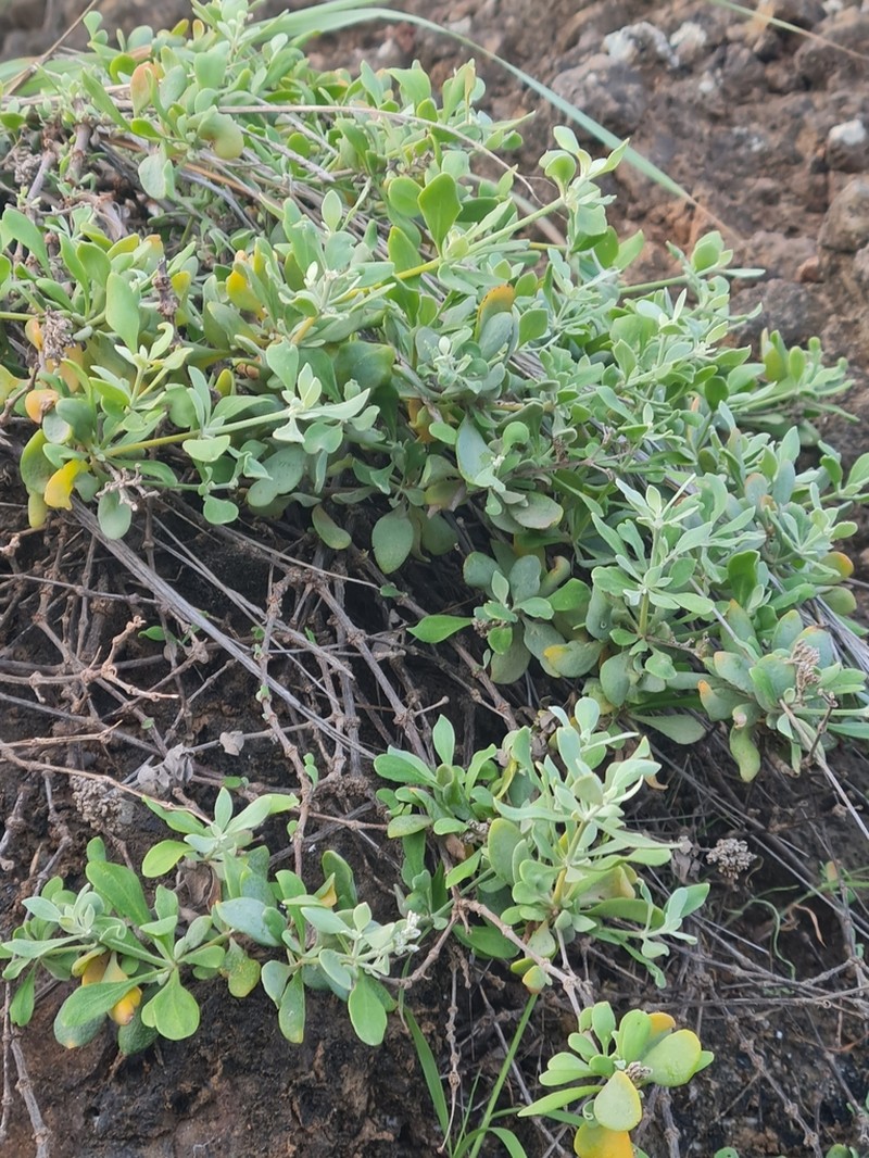 Polycarpaea gayi photo 6