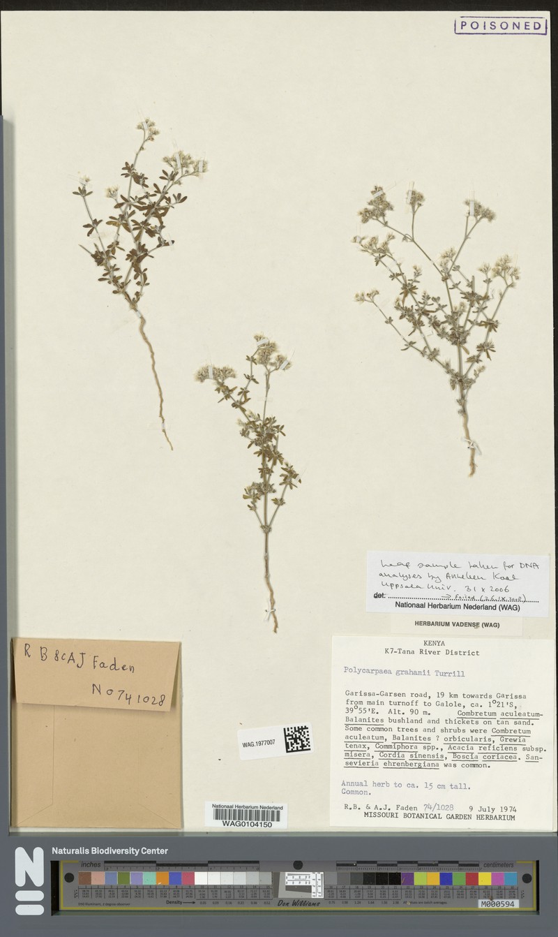 Polycarpaea grahamii
