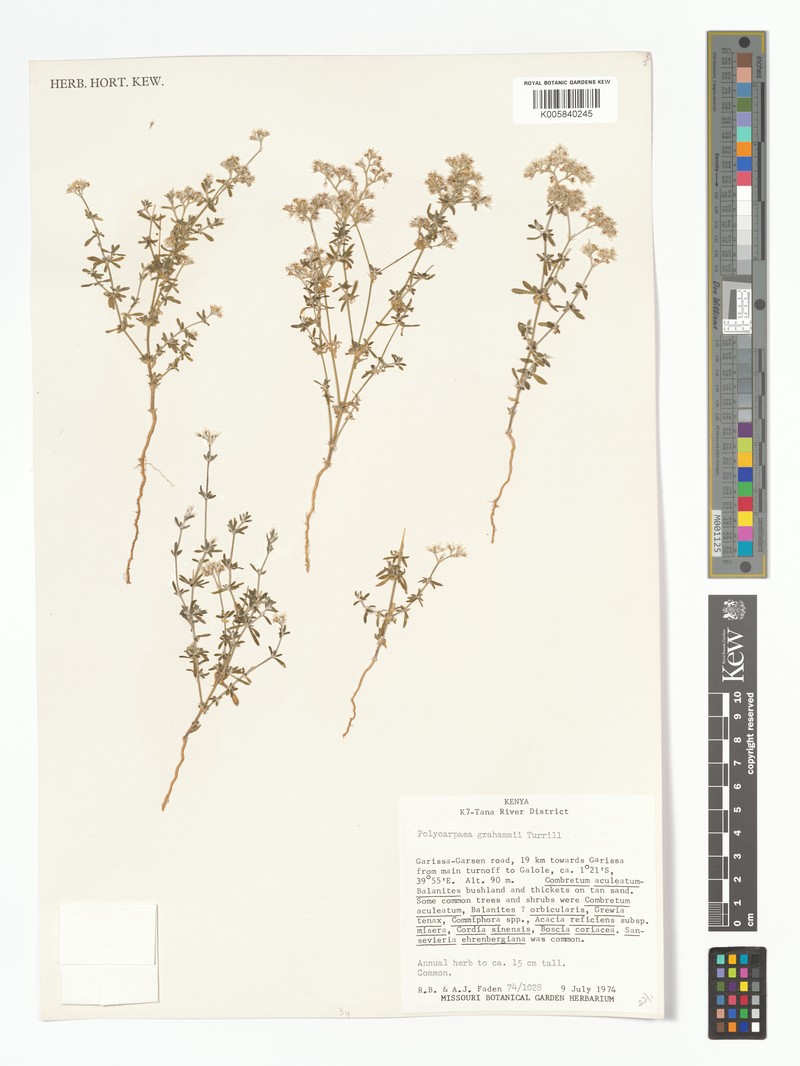 Polycarpaea grahamii photo 2