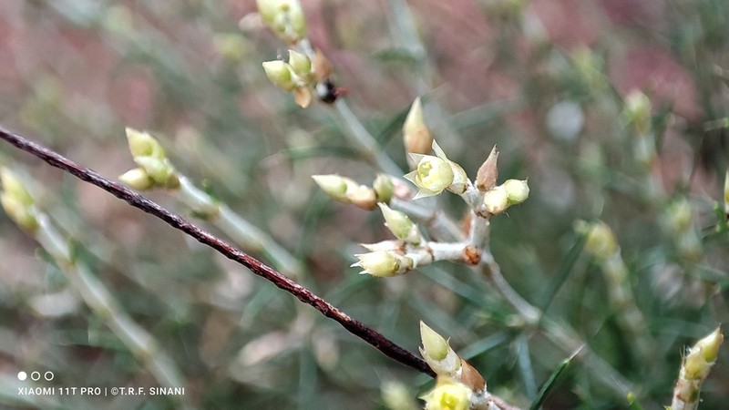 Polycarpaea hassleriana
