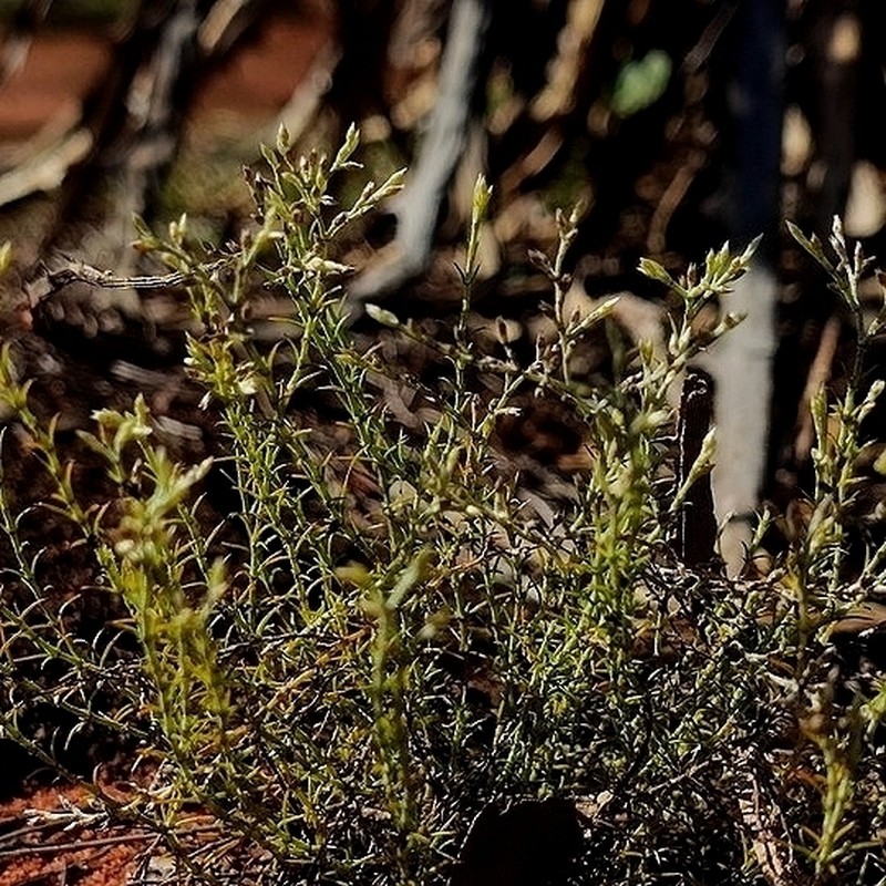 Polycarpaea hassleriana photo 2