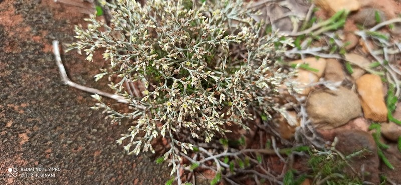 Polycarpaea hassleriana photo 6
