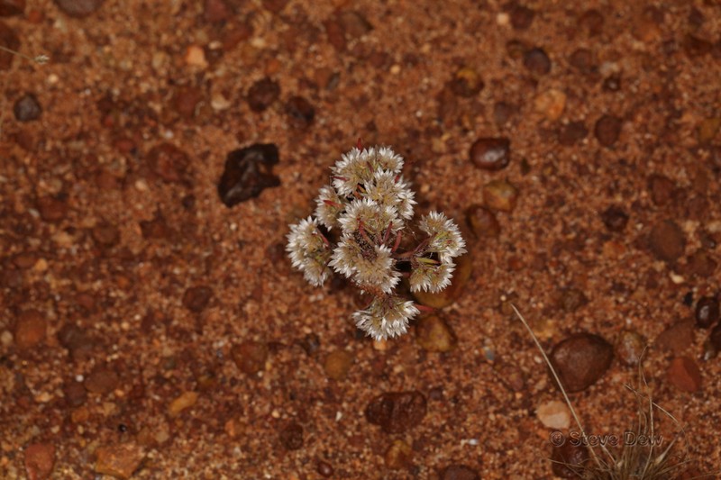 Polycarpaea holtzei