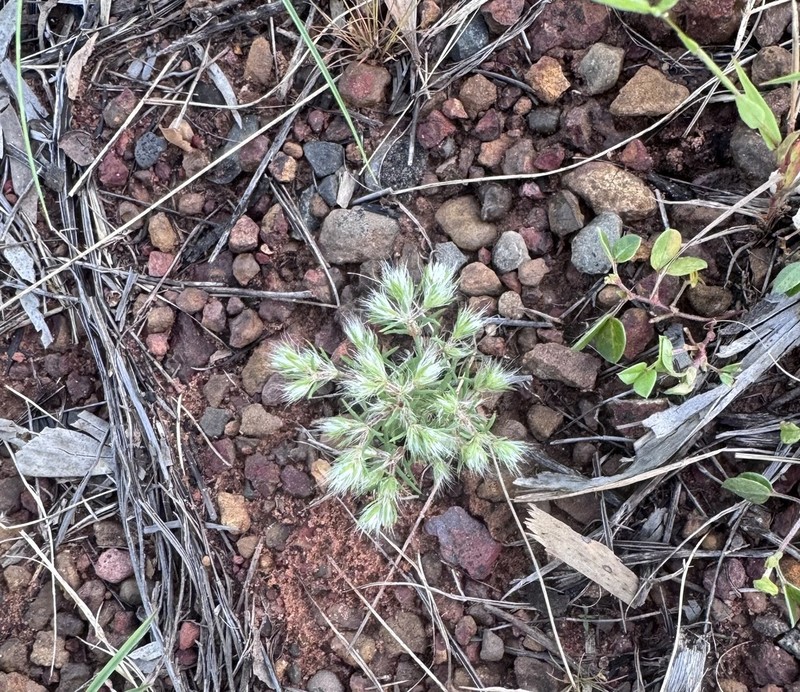 Polycarpaea holtzei photo 2