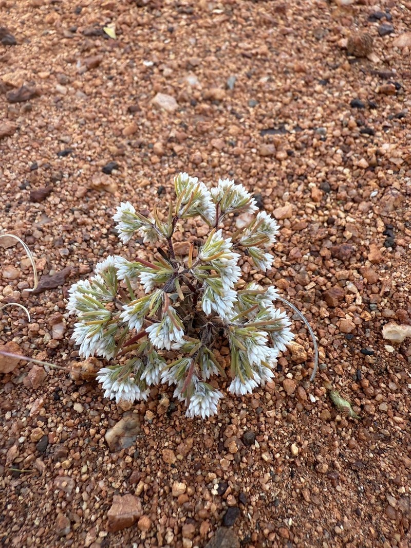 Polycarpaea holtzei photo 3
