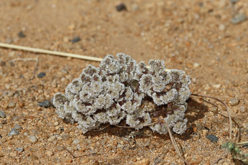 Polycarpaea holtzei photo 5