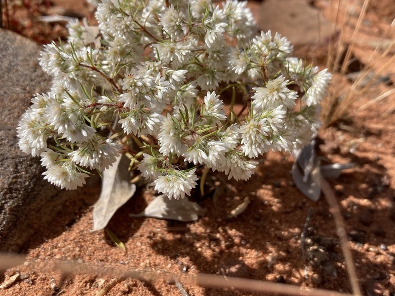 Polycarpaea holtzei photo 8
