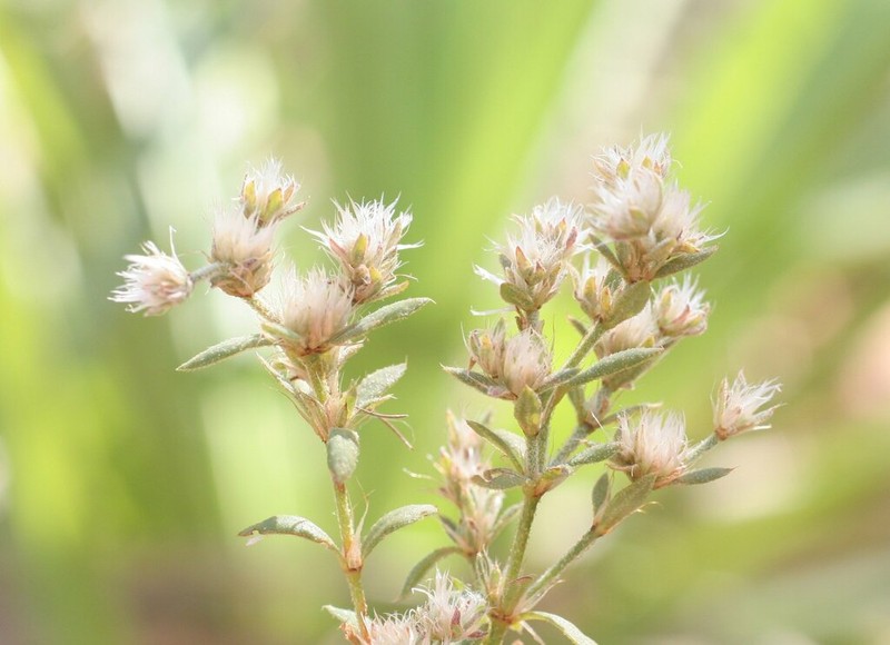 Polycarpaea involucrata