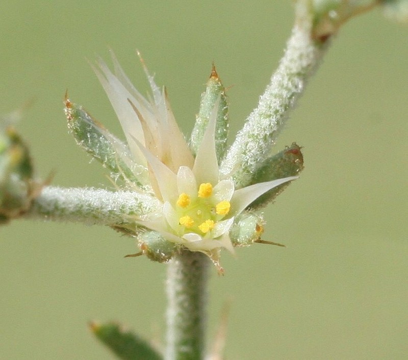 Polycarpaea involucrata photo 2