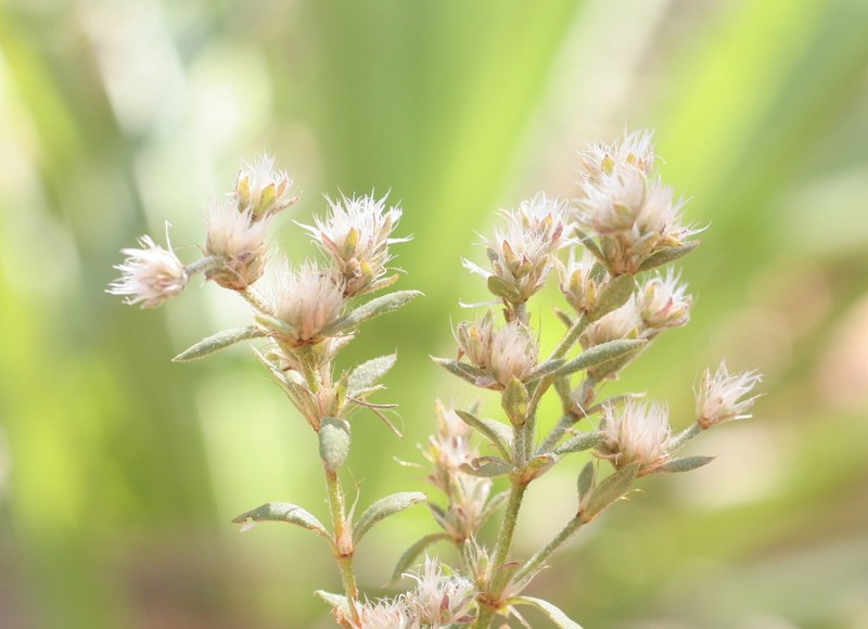 Polycarpaea involucrata photo 4