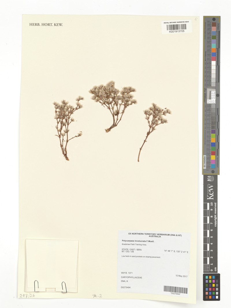 Polycarpaea involucrata photo 5