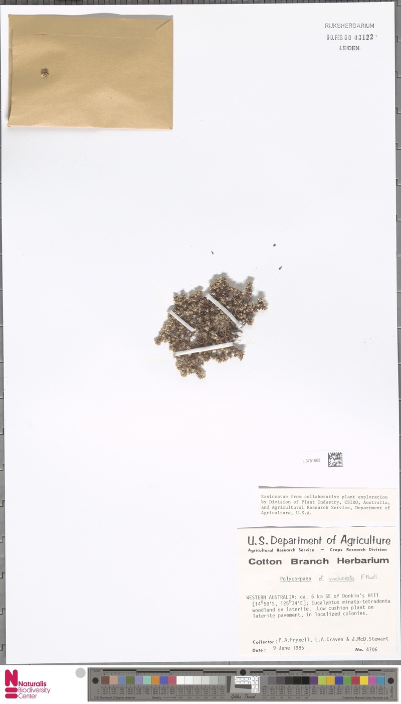 Polycarpaea involucrata photo 6