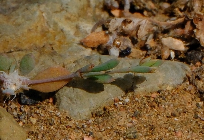 Polycarpaea kuriensis photo 2