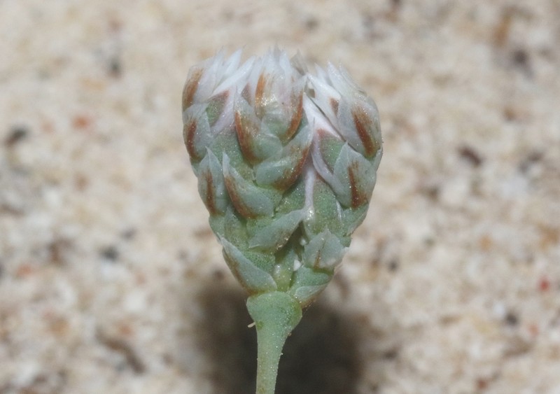 Polycarpaea kuriensis photo 3
