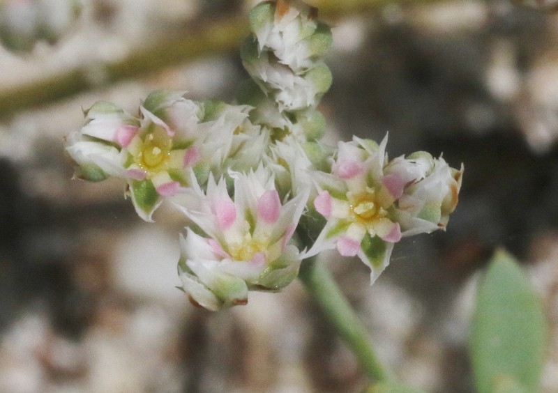 Polycarpaea kuriensis photo 4