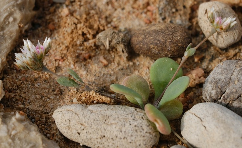 Polycarpaea kuriensis photo 5