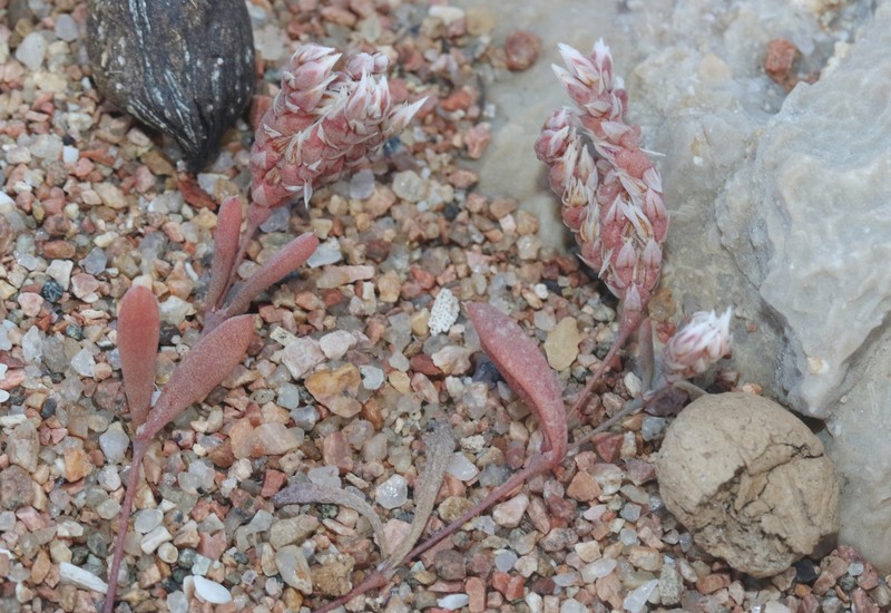 Polycarpaea kuriensis photo 7