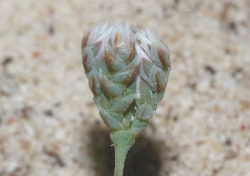 Polycarpaea kuriensis photo 8