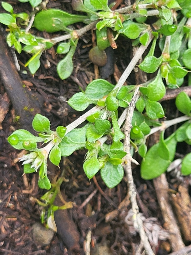 Polycarpaea latifolia