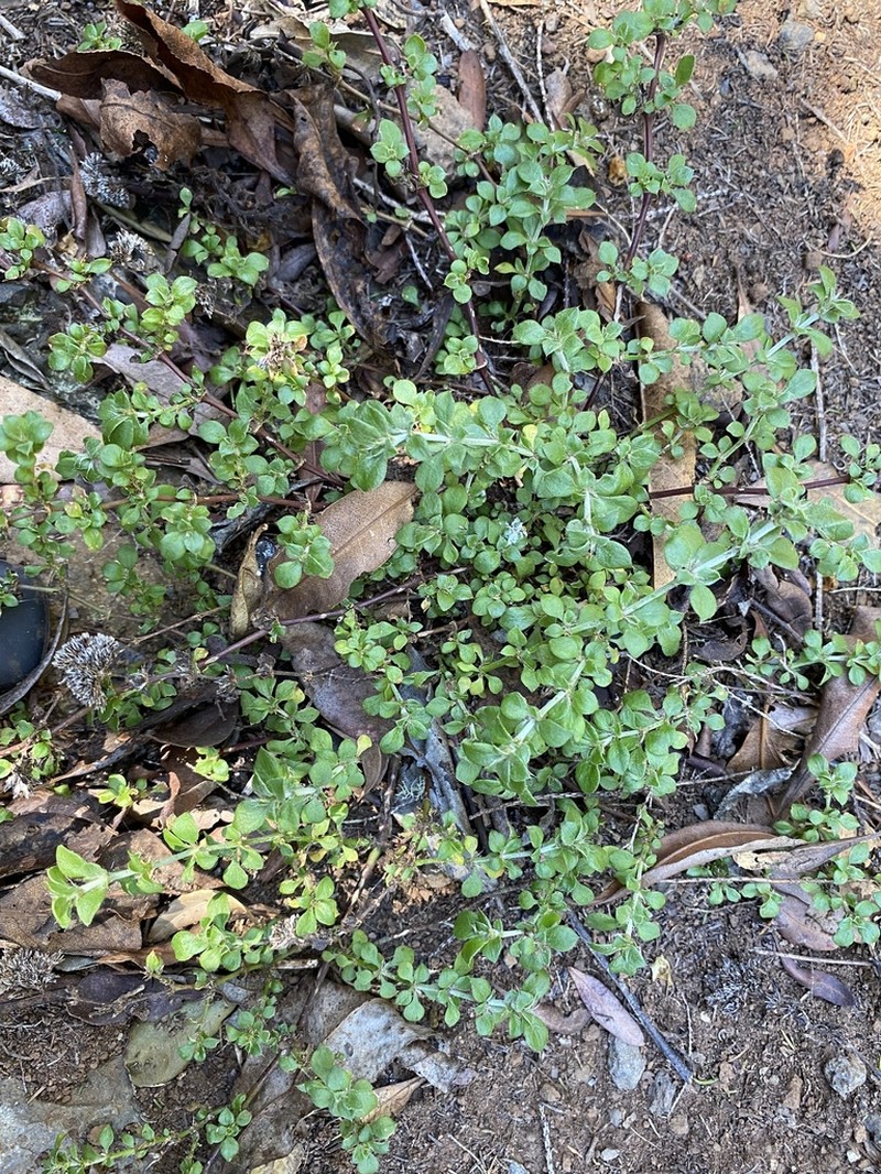 Polycarpaea latifolia photo 2