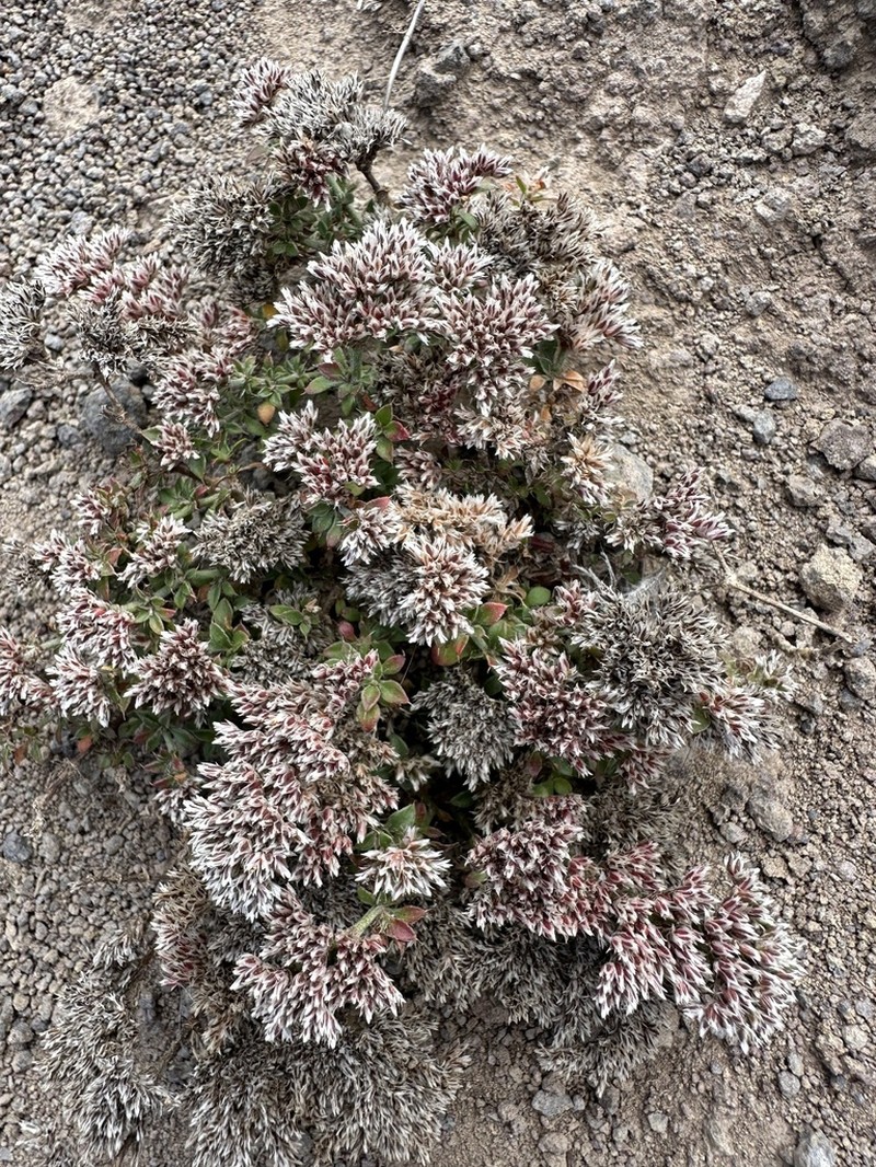 Polycarpaea latifolia photo 3