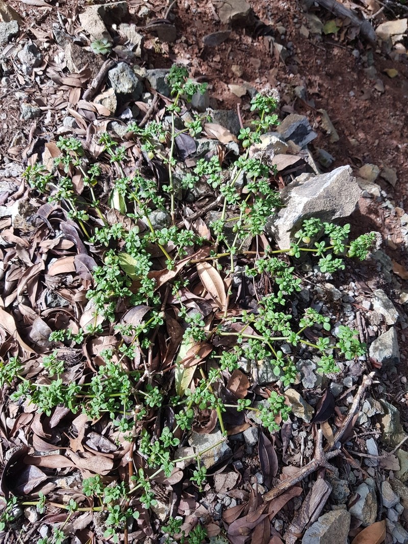 Polycarpaea latifolia photo 4