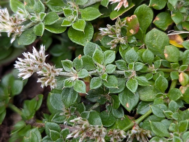 Polycarpaea latifolia photo 5