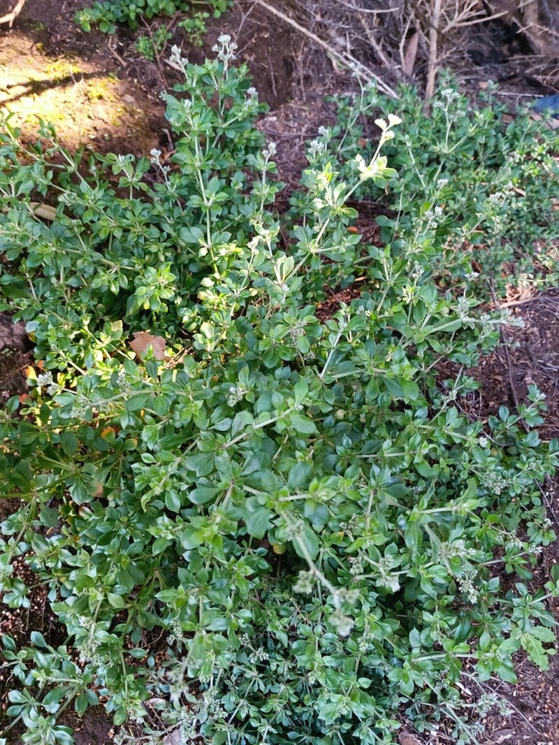 Polycarpaea latifolia photo 6