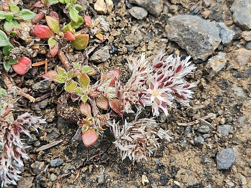 Polycarpaea latifolia photo 8