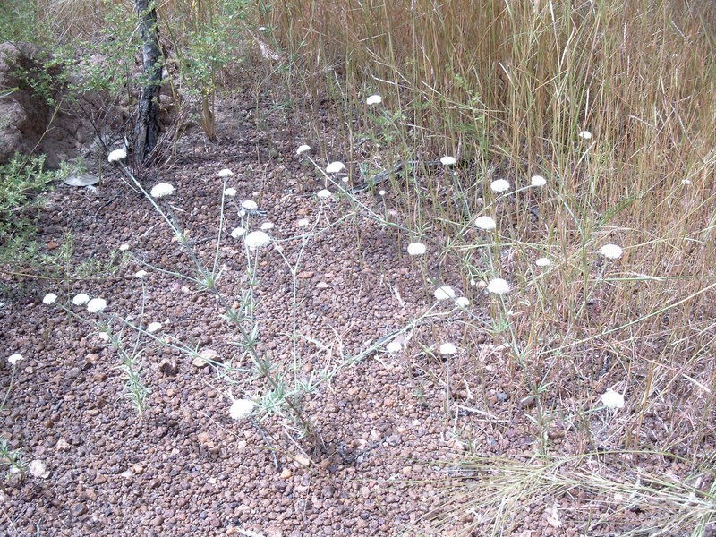 Polycarpaea linearifolia