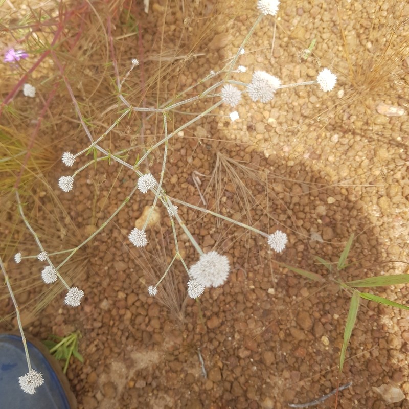 Polycarpaea linearifolia photo 2