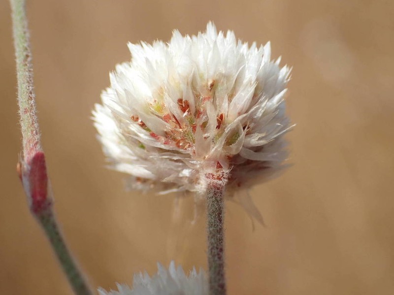 Polycarpaea linearifolia photo 3