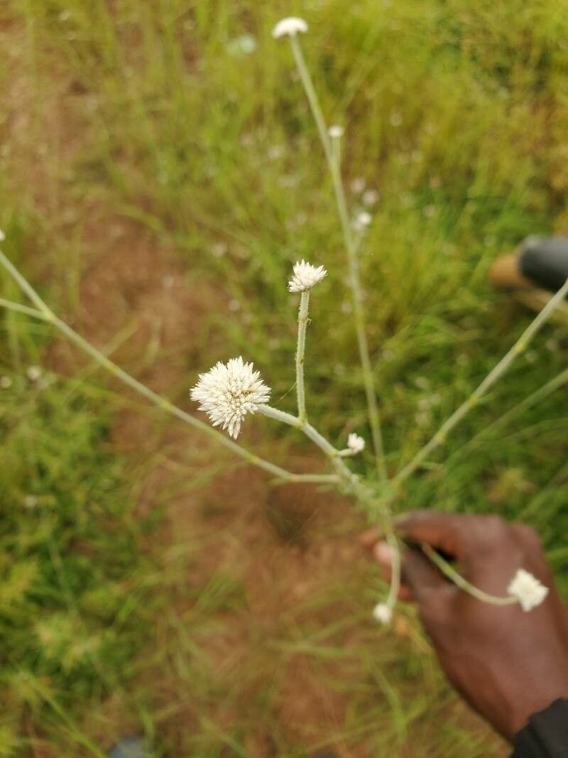 Polycarpaea linearifolia photo 4