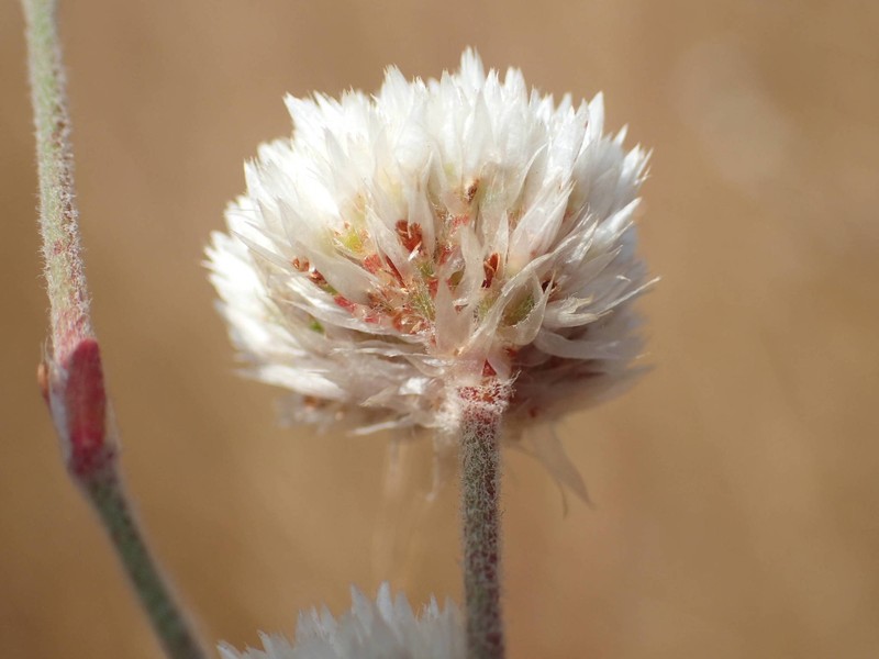 Polycarpaea linearifolia photo 5