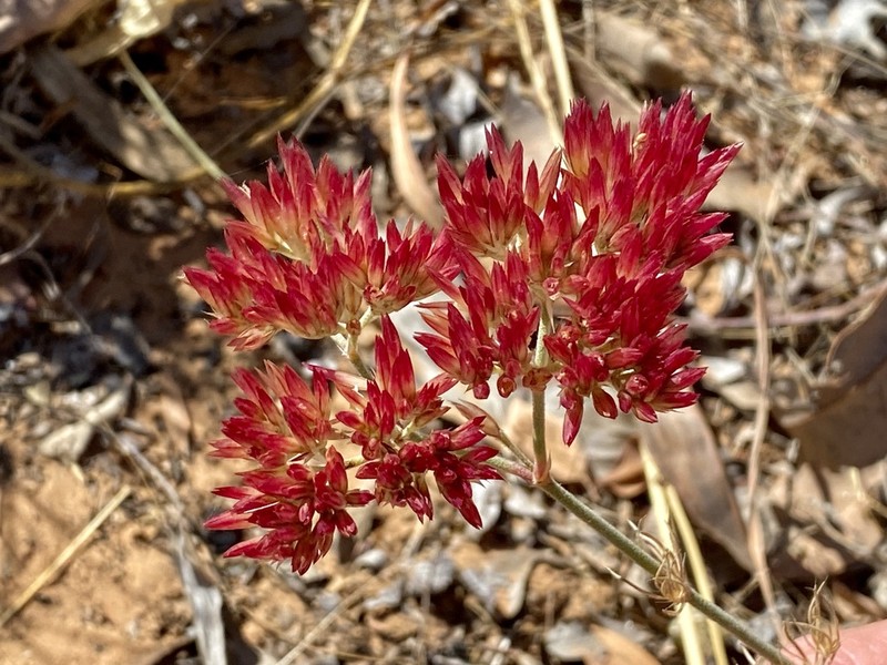 Polycarpaea longiflora photo 2