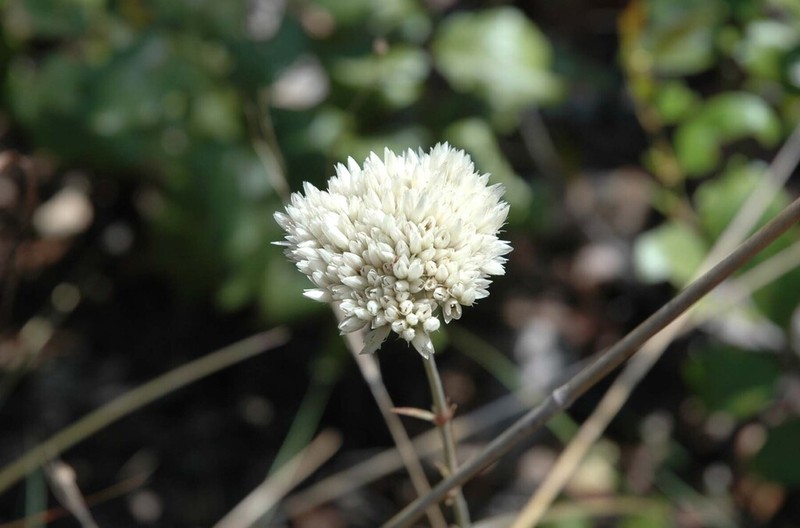 Polycarpaea longiflora photo 3