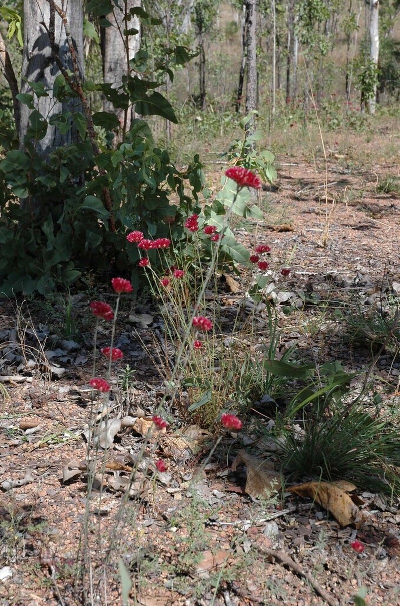 Polycarpaea longiflora photo 4