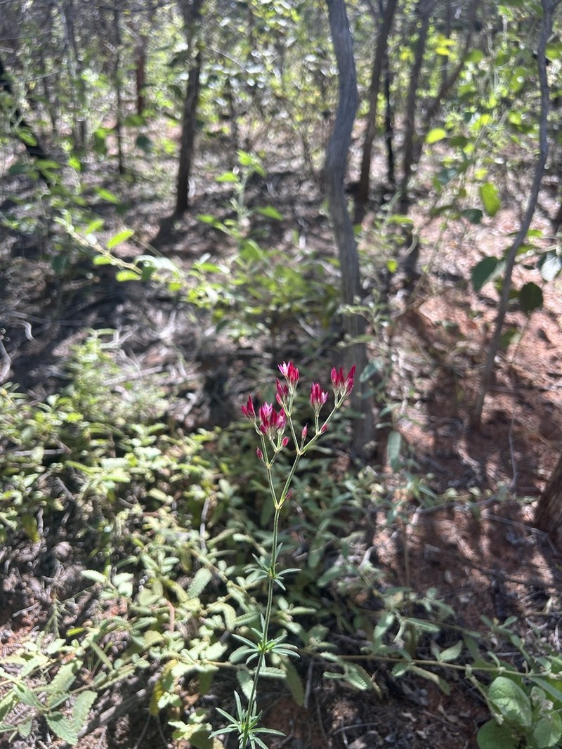 Polycarpaea longiflora photo 8