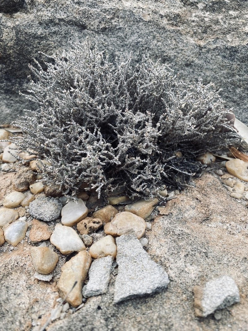 Polycarpaea multicaulis