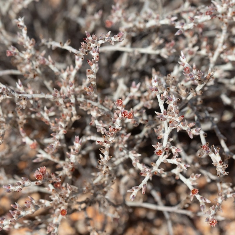 Polycarpaea multicaulis photo 3