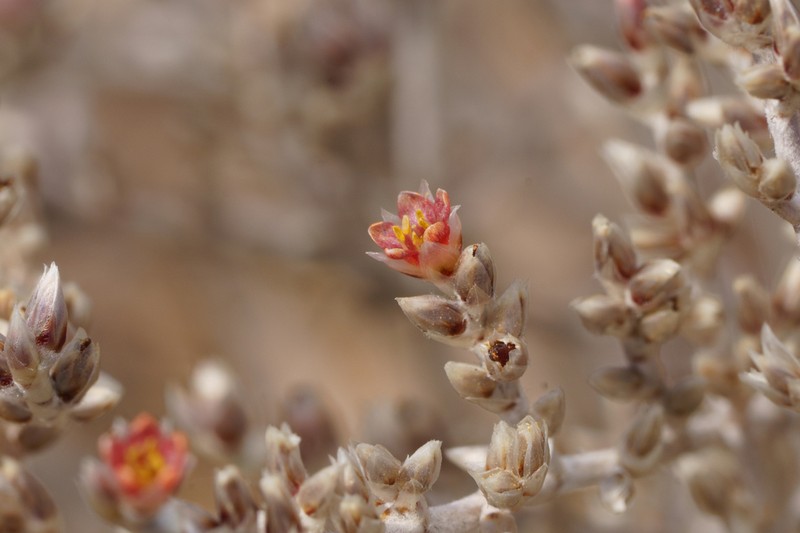Polycarpaea multicaulis photo 6
