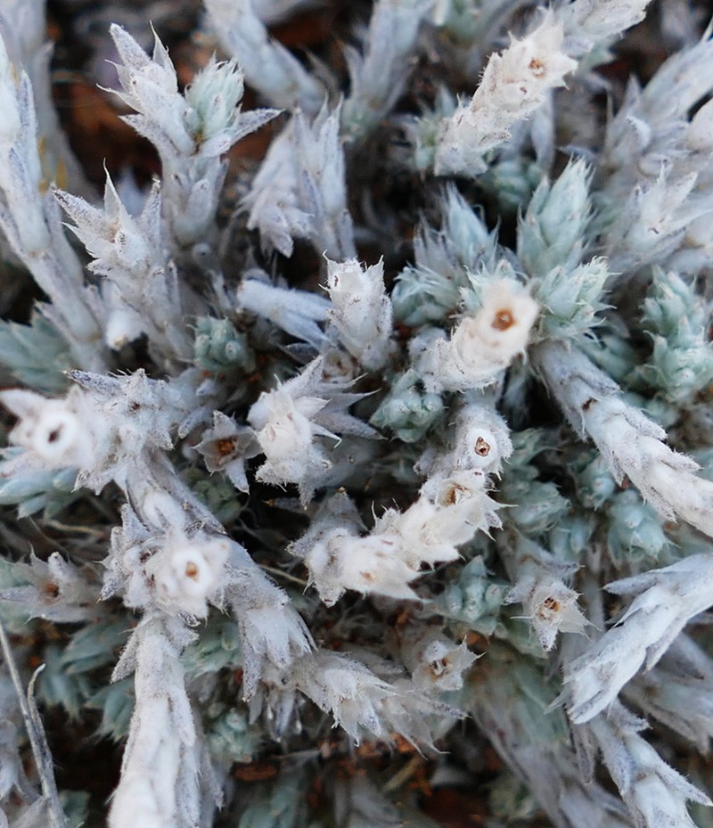 Polycarpaea multicaulis photo 7