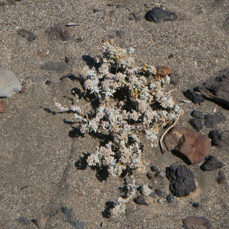 Polycarpaea nivea