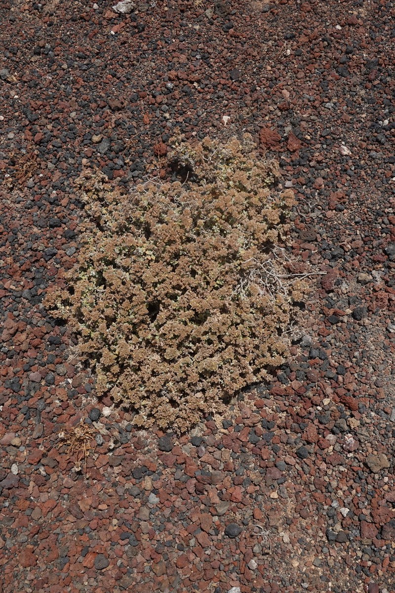 Polycarpaea nivea photo 7