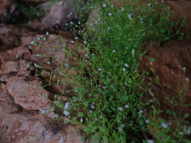 Polycarpaea paulayana
