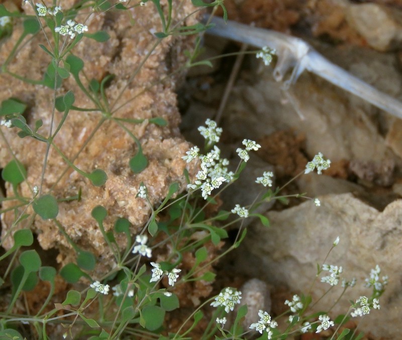 Polycarpaea paulayana photo 4