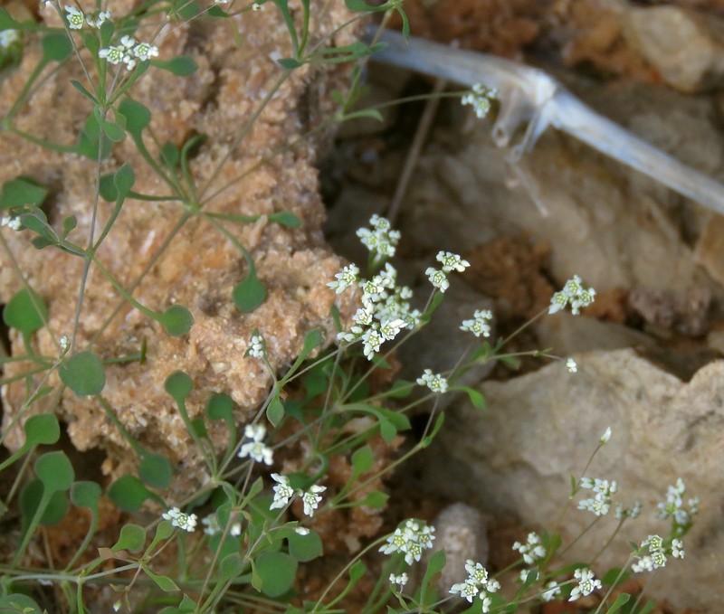Polycarpaea paulayana photo 8